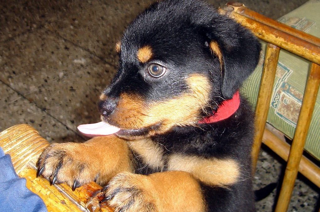 Coprofagia: por que meu cachorro come fezes?