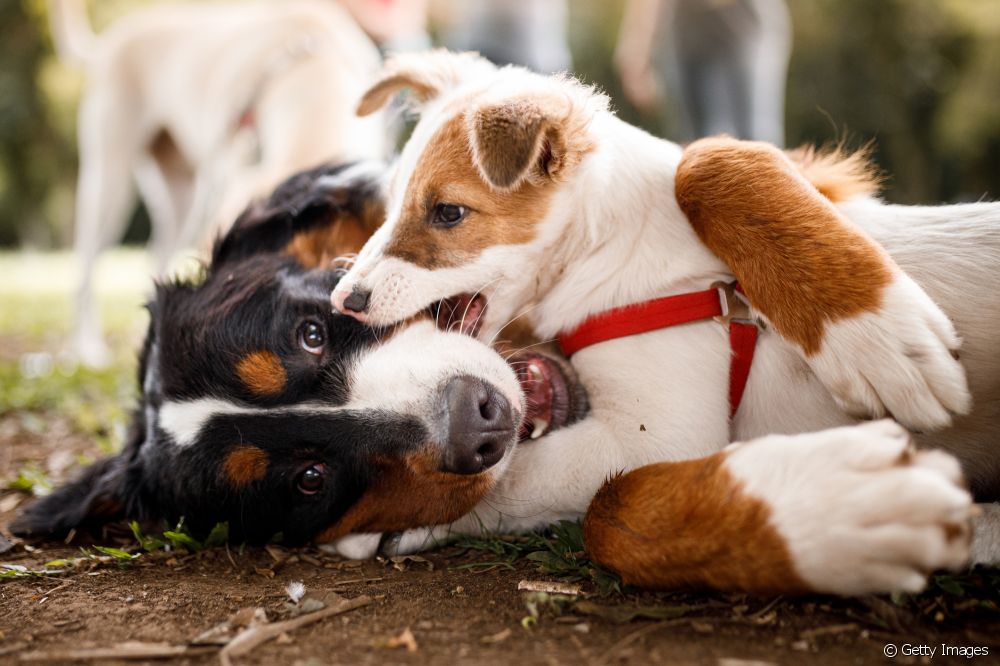 Comportamento canino: entenda os diferentes tipos de personalidade e aprenda a identificar o padrão do seu pet